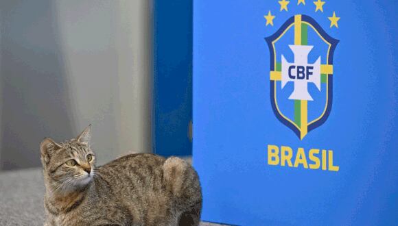 Demandan a Brasil por maltrato a 'Hexa' en pleno Mundial Qatar 2022. (Foto: Twitter)