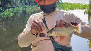 ¿Los peces son amigos? Hombre muestra lo peligroso que puede ser la mordida de uno [VIDEO]