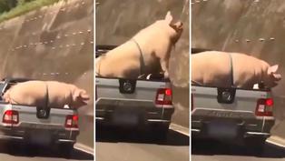 Viral: Transportan a cerdo y cabra en camioneta y causa indignación