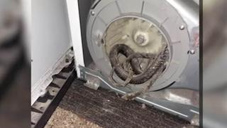 “Está muerta”: una familia de Florida descubre una enorme serpiente en su secadora