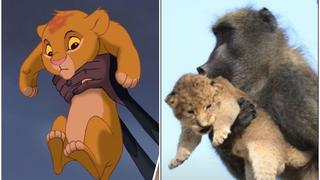 Mono recrea mítica escena de ‘El rey león’ con un cachorro león, pero el final es trágico
