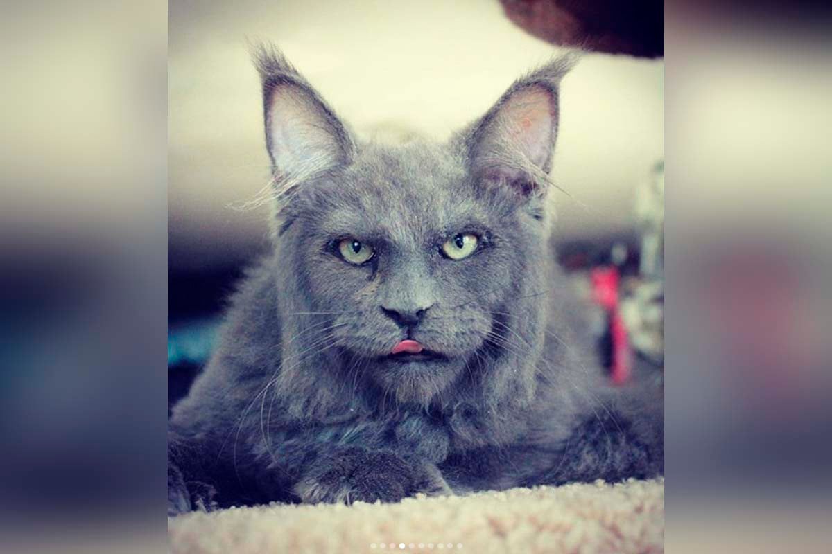 Guillever también es otro de los gatos con rostro humano que ha dejado en shock a los internautas. | Foto: Instagram/Catsvill County