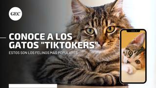 Conoce aquí a los gatitos más populares de TikTok