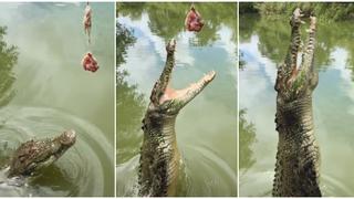 El increíble salto de un cocodrilo al intentar agarrar un pedazo de carne [VIDEO]