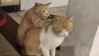 ¡Eso es de amigos! Un gato le hizo masajes a su compañero y lo ayudó a relajarse [VIDEO]