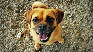 La sonrisa de un perrito en adopción fue suficiente para conseguirle una nueva casa