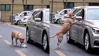 Perro le enseña una lección de civismo a humano al recoger la basura que botó en la calle