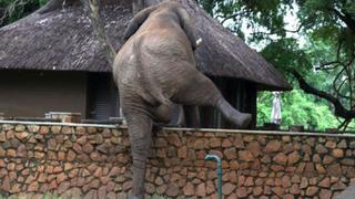 Elefante ingresó a un hotel para ‘robar’ mangos y el video  es viral en redes sociales