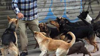 Video viral registra escalofriante ataque de una jauría de perros a un hombre en México