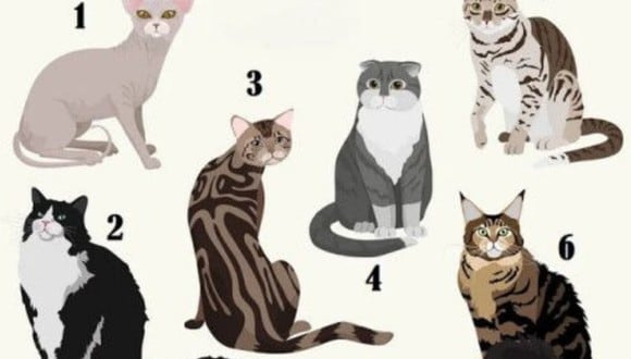 El gato que escojas en este test viral desnudará qué tipo de persona eres. (Foto: Rus.jauns)