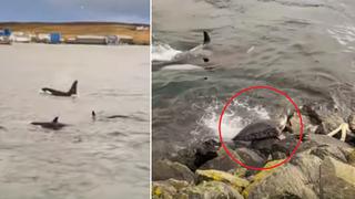 El momento en que una foca huye desesperadamente al ser perseguida por varias orcas