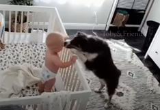 Mamá canina: la reacción de un perro cuando un bebé llora sin consuelo en su cuarto es viral en redes [VIDEO]