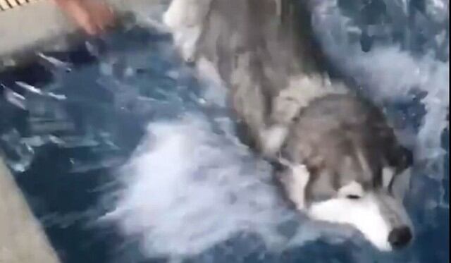 Muchos usuarios de Facebook quedaron encantados por las imágenes. (Captura)