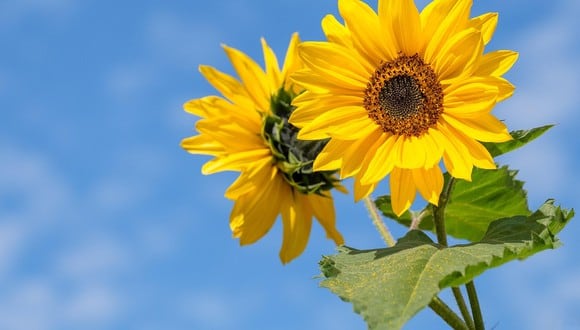 Muchos consideran a las flores amarillas como una gran muestra de afecto. (Foto: Pixabay)