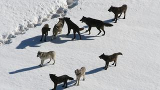 ¡Danza con lobos! Típico que te topas con una manada salvaje corriendo en la nieve camino al trabajo
