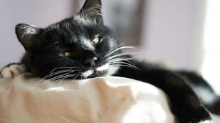 Gato con sueño protagoniza hilarante escena al resbalarse de una cama