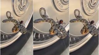 Viuda negra caza serpiente en espectacular video tendencia en redes sociales