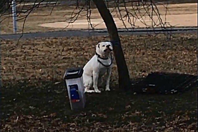 Una gran sorpresa fue la que se llevaron los residentes de una localidad de Baltimore (Estados Unidos) al notar la presencia de un perro en cierto punto de Patterson Park. (Foto: Facebook/Mallory Sofastaii)