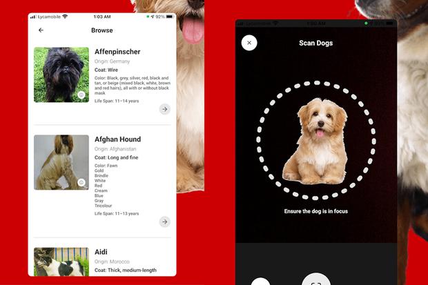 Smartphone Apps para saber la raza de tu perro | | Dog | Aplicaciones | Celulares | Truco | Tutorial | Viral Gratis | Estados Unidos | España | México | NNDA | NNNI | DEPOR-PLAY | DEPOR