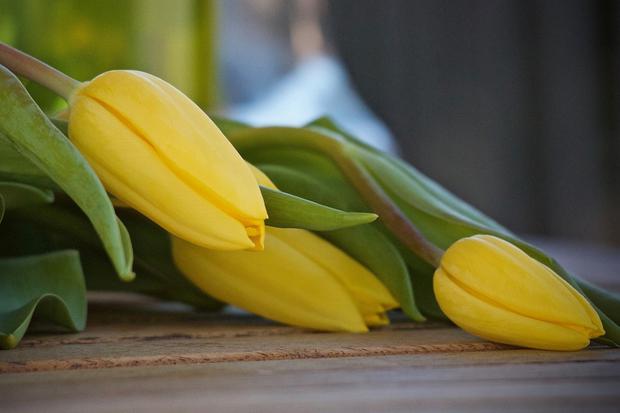 Los tulipanes son unas flores europeas que destacan por su forma alargada (Foto: Pixabay)