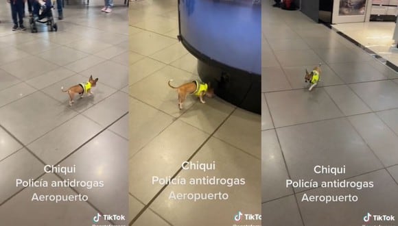 'Chiqui' forma parte del cuerpo de la policía aeroportuaria colombiana. (Foto: Composición)