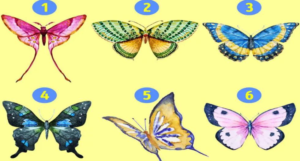 Visual Test |  Choosing a butterfly can say a few things about your personality  Mexico
