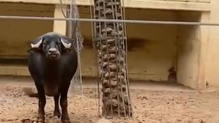 Apoyo incondicional: búfalo ayuda a tortuga que se quedó volteada sobre su caparazón [VIDEO]