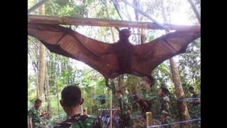Paso a paso: ¿por qué se viralizó el murciélago de ‘tamaño humano’ en redes?