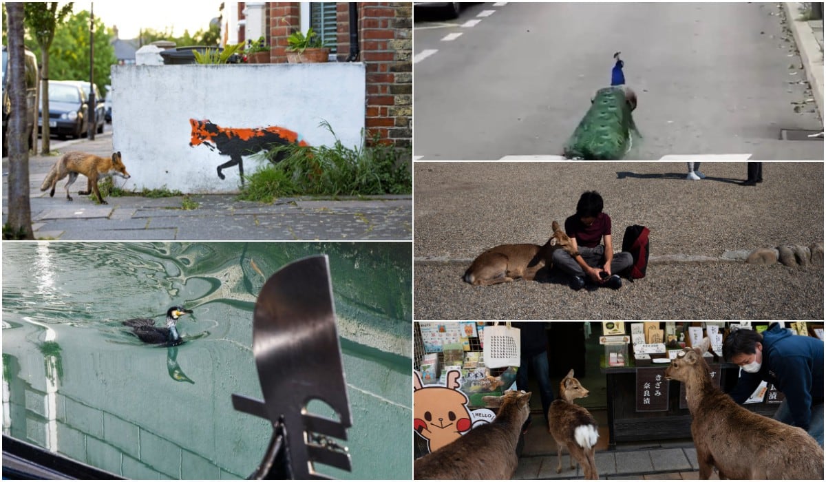 Las ciudades y calles que mostraron presencia animal ante el aislamiento de las personas.