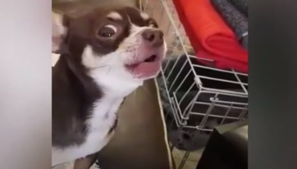 Un perro se vuelve viral por ponerse a ‘cantar’ al escuchar canción de Star Wars. (Foto: Videlo / Captura)
