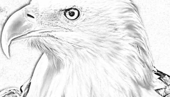 ¿Alcanzas a ver el rostro en la imagen del Águila? Un acertijo visual extremo de 7 segundos. (Foto: Difusión)