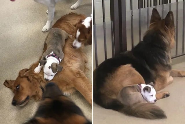 Una cachorrita causó sensación en las redes sociales por escoger siempre los perros más cómodos para descansar. (Foto: brigottfried en Instagram)