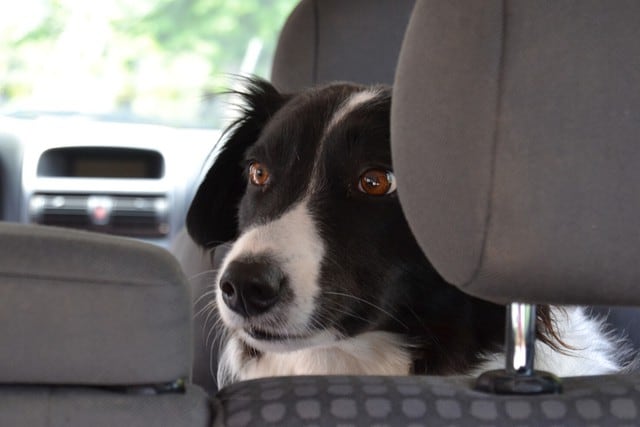 ¿Te imaginas subir a tu vehículo y encontrarte con un perro en busca de ayuda? Esta historia, sin duda, ha conmovido a más de uno en las redes sociales. (Foto: Pixabay/Referencial)