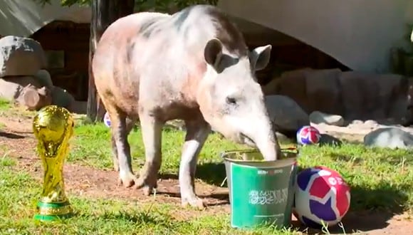 El tapir Manolo vaticinó la derrota de Argentina en el Mundial Qatar 2022. (Foto: Captura TNT Sports)