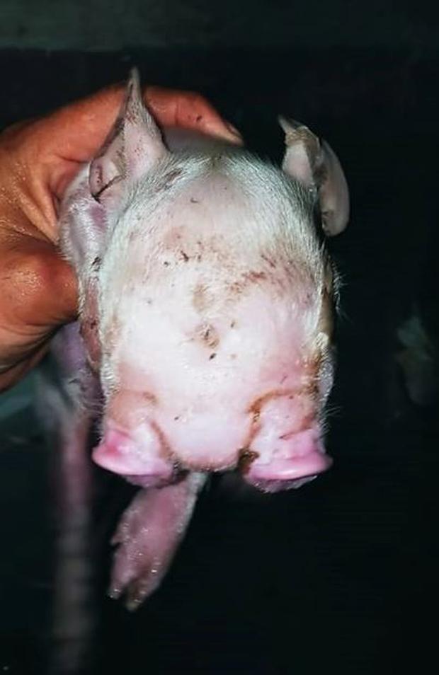 El "lechón mutante" será llevado al veterinario en los siguientes días. (Foto: Jam Press)