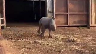 Este video viral de un rinoceronte bebé corriendo te pondrá de buen humor de inmediato
