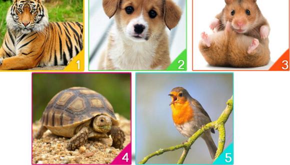Revisa la imagen y decide qué animal te gustaría adoptar. Así, conocerás los resultados del test de personalidad. | Foto: namastest