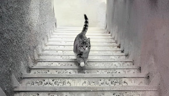 Test de personalidad para saber quién eres realmente: ¿ves que el gato sube o baja las escaleras? (Foto: GenialGuru).
