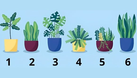Test de personalidad: la planta que elijas en esta imagen revelará cuál es tu gran misión en la vida (Foto: GenialGuru).