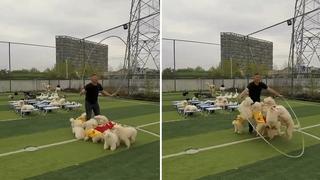 Video Viral: Perritos se vuelven tendencia tras saltar sincronizadamente la soga