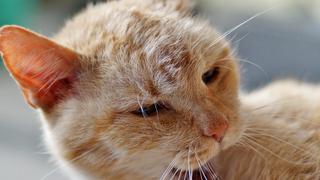 Gato es contagiado con coronavirus por su dueño