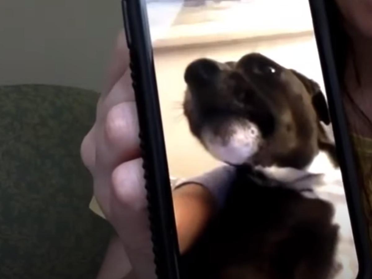 VIRAL en Facebook, La extraña reacción de un perro durante la madrugada  que dejó atónitos a todos en redes sociales, Estados Unidos, USA, EEUU, California, Perros