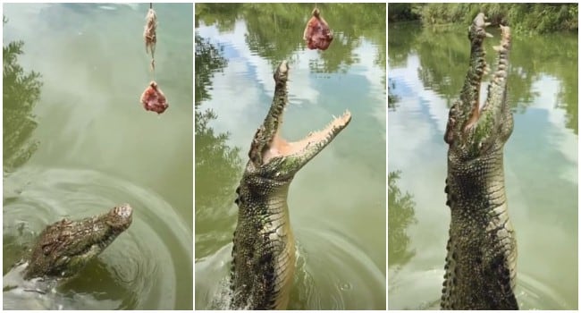 El espectacular salto de un cocodrilo al intentar coger un pedazo de carne. (TikTok)