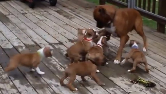 Los cachorros confundieron a su padre con su madre y la graciosa escena fue registrada en video. (Foto: Animal.es / Facebook)