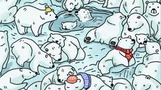 ¿Logras identificar a la foca en el reto viral lleno de osos polares? Solo tienes 5 segundos