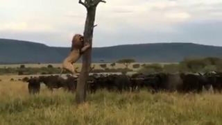 “Ahora, pues”: león trepa árbol como jaguar tras ser acorralado por manada de búfalos [VIDEO]