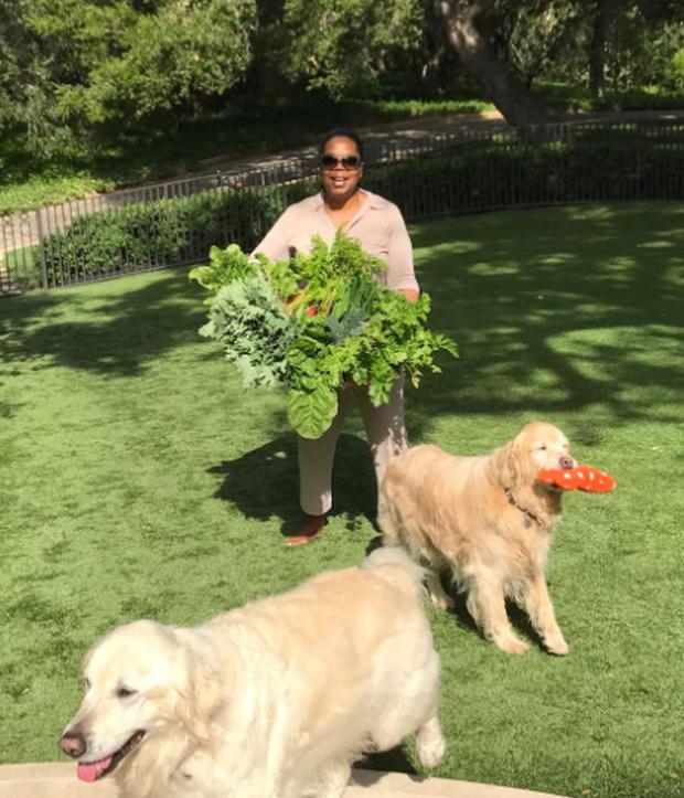 Dos de los perros de Oprah Winfrey. Los canes ocupan la cuarta ubicación de las mascotas más adineradas (Foto: Tucker / Instagram)