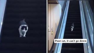Gato intenta bajar las escaleras mecánicas en sentido contrario y conmueve a miles en las redes