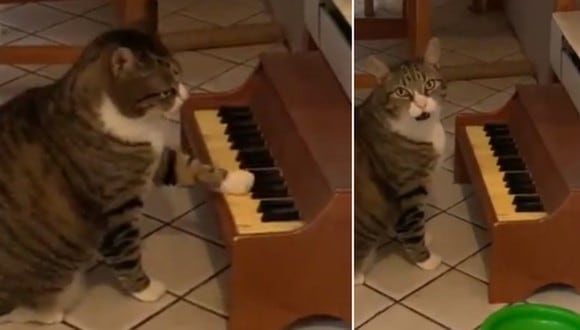 Winslow es un gato que ha impactado bastante a miles de internautas por tocar un piano para pedirle comida a su dueña. (Foto: @IAmKateNyx / Twitter)
