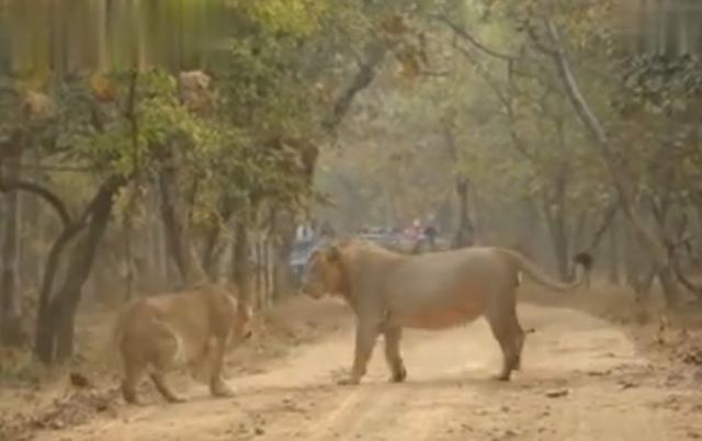 Video viral: impactantes imágenes de una lucha entre una leona y un león  antes de aparearse | YouTube | Facebook viral | Facebook | Face | FB |  Redes sociales | Trends |